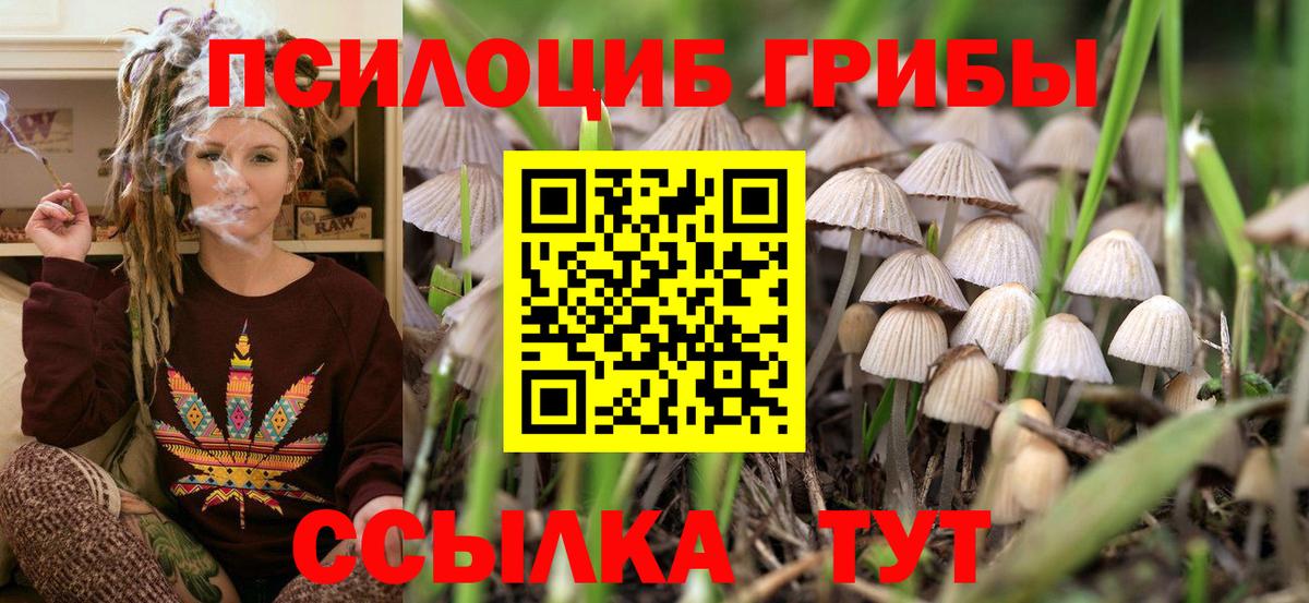 Галлюциногенные грибы Psilocybe Братск