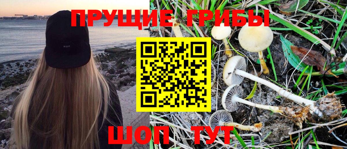 Братск  Галлюциногенные грибы Psilocybine cubensis  цены   Вход с VPN 